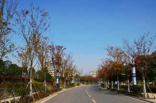 半畝方塘一鑒開，天光云影共徘徊——安徽國際商務職業(yè)學院校園綠化景觀提升工程精品賞析