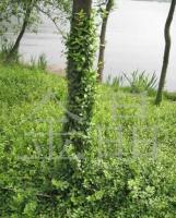 工程綠化苗木——小葉無芳藤 農(nóng)副產(chǎn)品中的綠色瑰寶