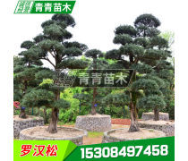 綠化苗木與綠化工程 構(gòu)筑城市生態(tài)的基石